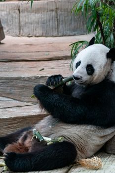 Giant Panda eats bamboo in the park.