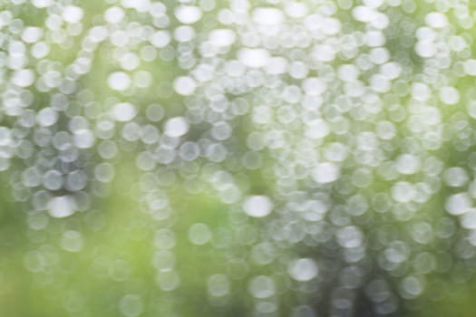 rain, nature bokeh light tree green soft background