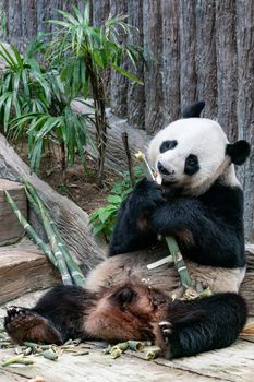 Giant Panda eats bamboo in the park.