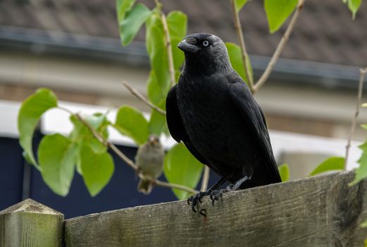 Jackdaw Corvus monedula on thick wooden fence in a garden