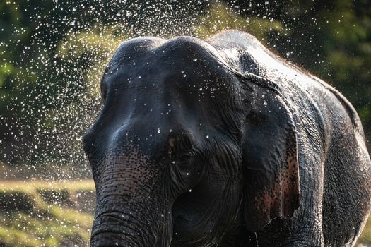 Splash water on elephant bath time.