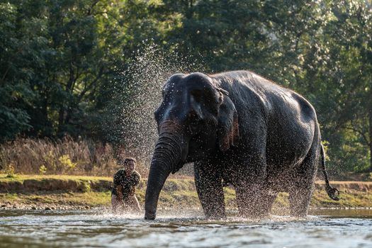 Splash water on elephant bath time.
