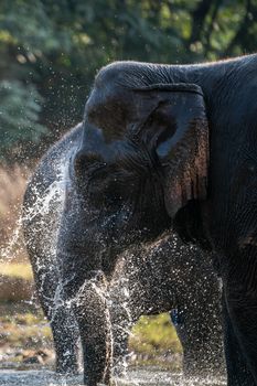 Splash water on elephant bath time.