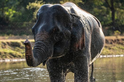 Splash water on elephant bath time.