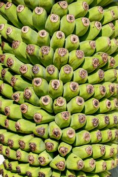 Close up of green banana bunch.