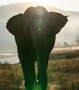 Single elephant walking with the sun from behind.