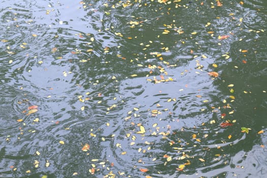 many dry waste leaves floating on the surface water wave nature, water background (selective focus)