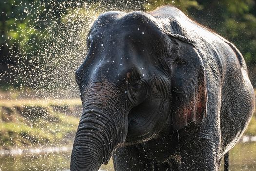 Splash water on elephant bath time.