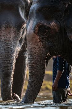 Close up of an elephants face.