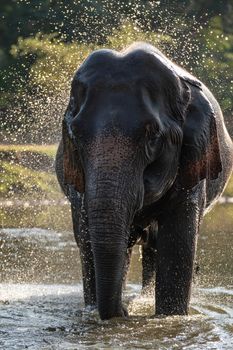 Splash water on elephant bath time.