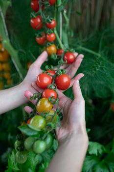 Closeup of farmer's hands harvest a Tomato in the garden. Farmers hands with fresh tomatoes.