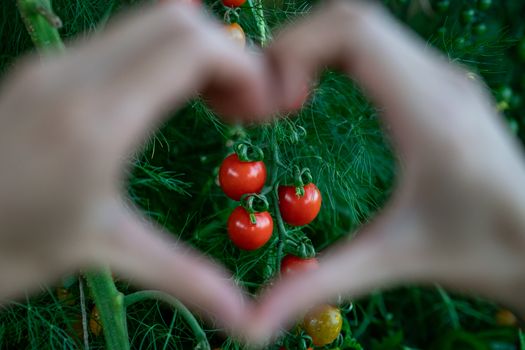 Farmers hands heart shape on fresh organic vegetable tomatoes.