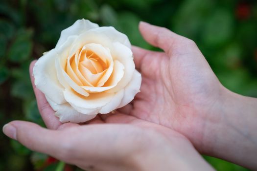 Women hand holding yellow rose in garden.