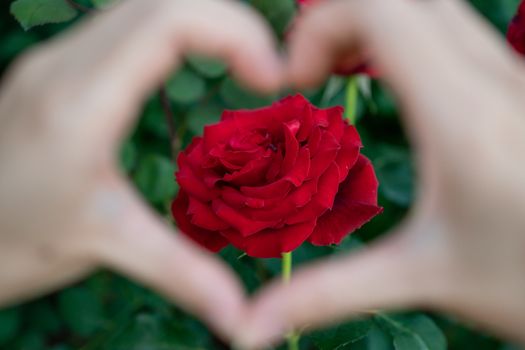 Hand making a heart shape on blooming red rose.