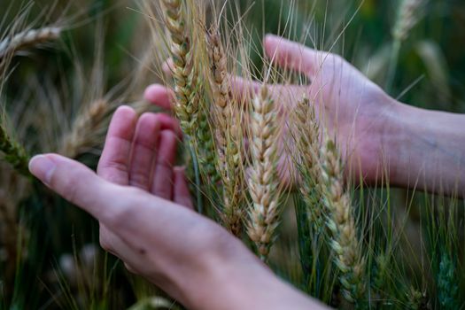 Ripe wheat in the farmer hands on the wheat fields. Farmer hands touching wheat field, harvest.