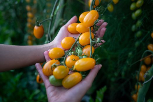 Closeup of farmer's hands harvest a Tomato in the garden. Farmers hands with fresh tomatoes.