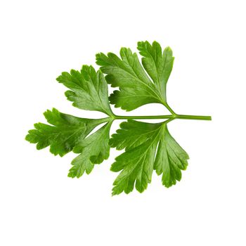 Bunch leaves parsley isolated on white background