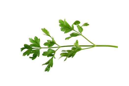 parsley fresh herb isolated on a white background.