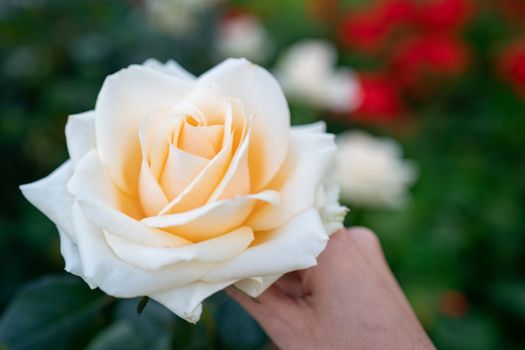 Women hand holding yellow rose in garden.