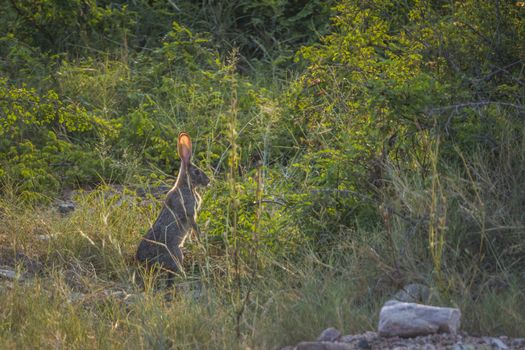 Scrub hare standing up in backlit in Kruger National park, South Africa ; Specie Lepus saxatilis family of Leporidae
