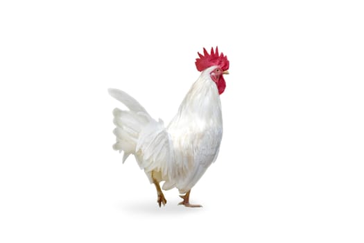 Bantum chicken isolated on white background, with clipping path