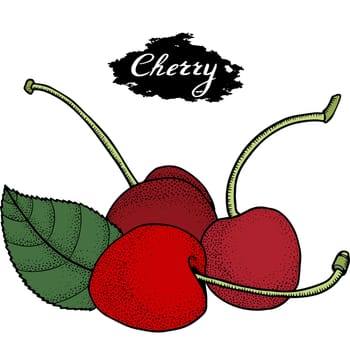 Cherry vector drawing. Isolated hand drawn berry on white background. Summer fruit engraved style illustration. Detailed vegetarian food. Great for label, poster, print