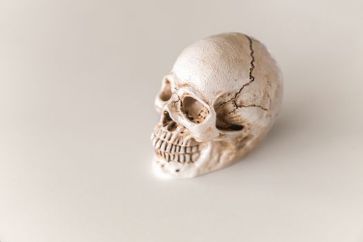 white skull isolated on white background with clipping path