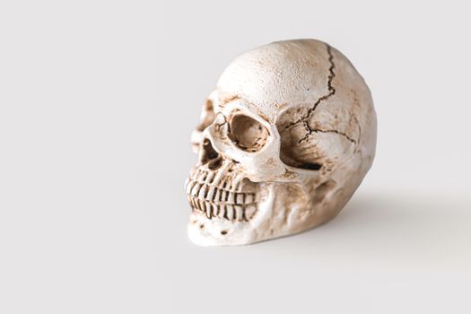 white skull isolated on white background with clipping path