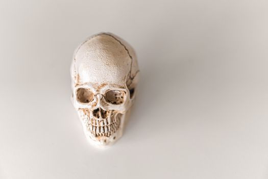 white skull isolated on white background with clipping path