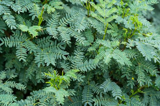 The leaves background of the acacia tree