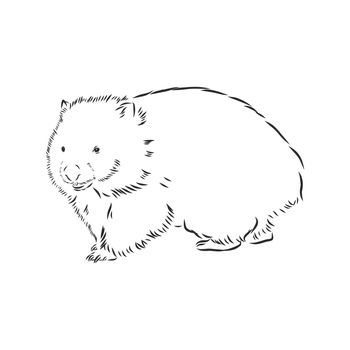 illustratuin with wombat sketch isolated on white background