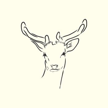 Deer portrait. Hand drawn vector illustration. Can be used separately from your design.