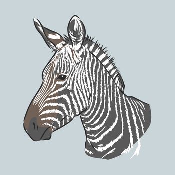 illustration vector doodle hand drawn of sketch zebra standing isolated on white.