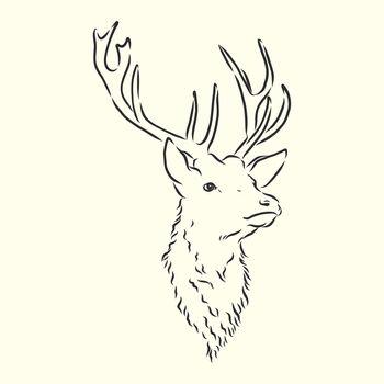 Deer portrait. Hand drawn vector illustration. Can be used separately from your design.