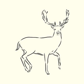 Hand drawn. forest deer vector sketch