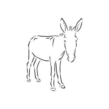 Sketch Donkey. Single Vector Hand Drawn Illustration.