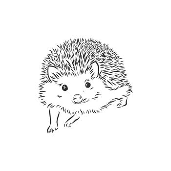 Hedgehog sketch drawing isolated on white background