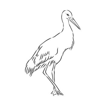 Stork sketch vector illustration. Hand sketching a stork for a design