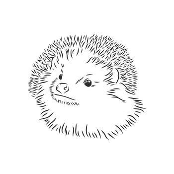 Hedgehog sketch drawing isolated on white background