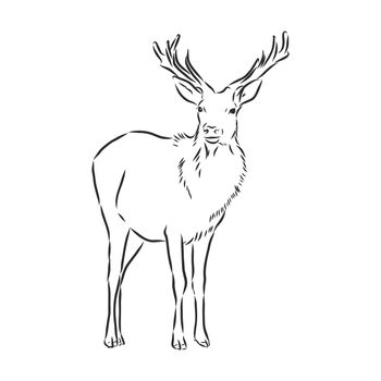 Hand drawn. forest deer vector sketch