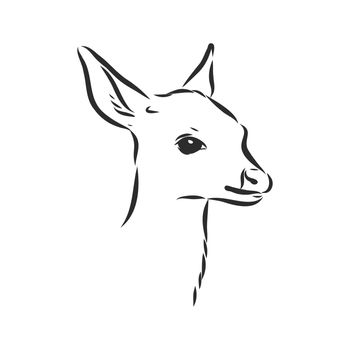 Young deer vector silhouette. fawn, vector sketch