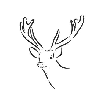 Deer portrait. Hand drawn vector illustration. Can be used separately from your design.