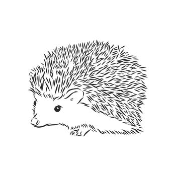 Hedgehog sketch drawing isolated on white background