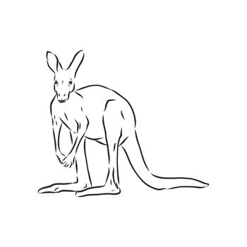 Drawing of a kangaroo. Vector illustration