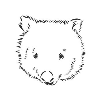 illustratuin with wombat sketch isolated on white background