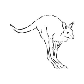 Drawing of a kangaroo. Vector illustration