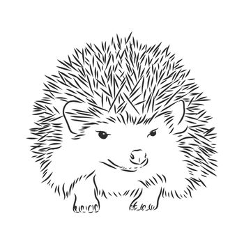 Hedgehog sketch drawing isolated on white background