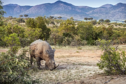Southern white rhinoceros in nice scenery in Kruger National park, South Africa ; Specie Ceratotherium simum simum family of Rhinocerotidae