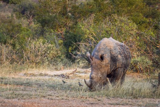 Southern white rhinoceros grazing in savannah in Kruger National park, South Africa ; Specie Ceratotherium simum simum family of Rhinocerotidae
