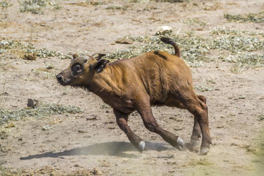 African buffalo calf running in Kruger National park, South Africa ; Specie Syncerus caffer family of Bovidae